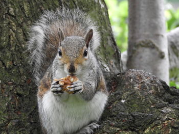 Portrait of squirrel on tree trunk