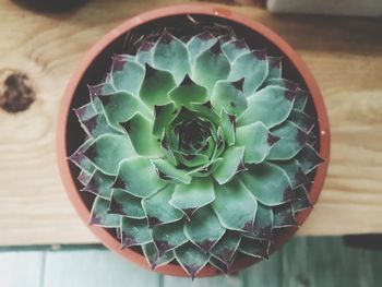 High angle view of succulent plant in pot