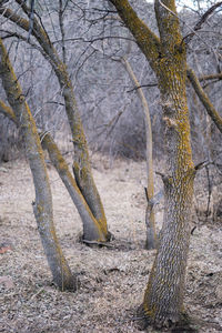 Bare trees against sky