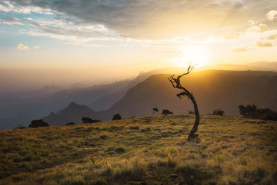 Scenic view of field against sky during sunset