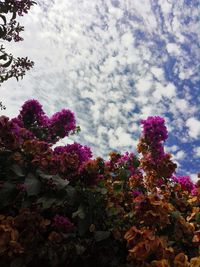 Close-up of flowers on tree against sky