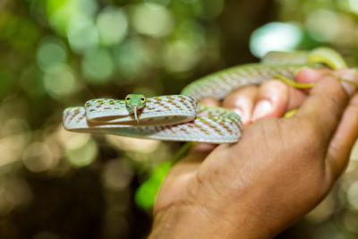 Close-up of insect on hand