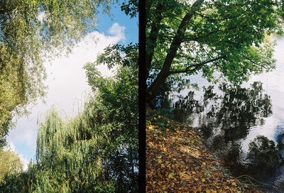 Trees by river in forest against sky