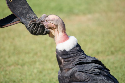 Close-up of vulture on field