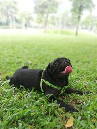 Black dog on field