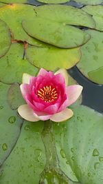 Close-up of lotus water lily