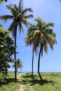 Low angle view of palm trees against clear sky