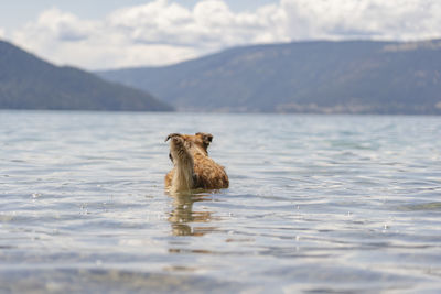 Dog swimming in lake