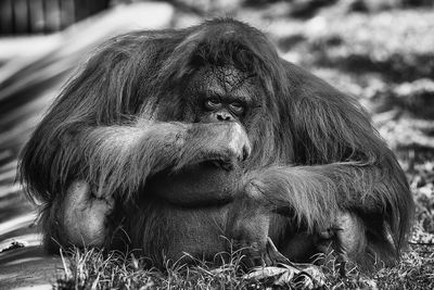 Close-up of gorilla relaxing on land