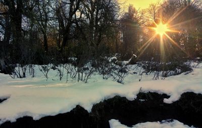 Trees on snow field against sky during sunset