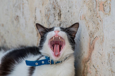 Close-up of cat yawning