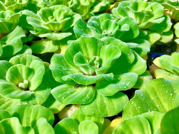 Full frame shot of wet leaves