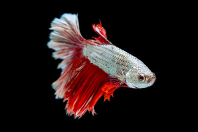 Close-up of fish against black background