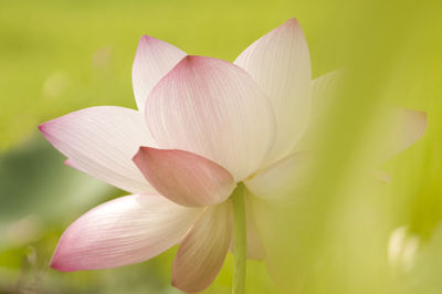 Close-up of pink lily