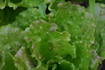 Close-up of green leaves