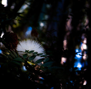 Close-up of flower tree