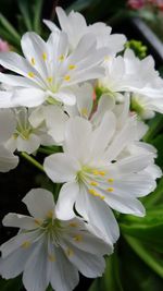 Close-up of white flowers blooming outdoors