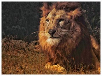 Portrait of a cat on field