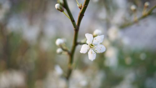 Close-up of white cherry blossom on tree