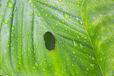 Leaves exposed to raindrops in the morning