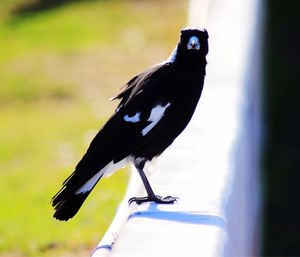 Close-up of bird perching outdoors