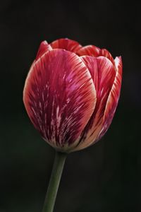 Close-up of red tulip