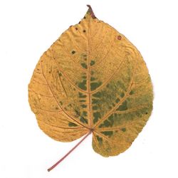 Close-up of leaf over white background