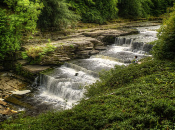 River flowing through forest