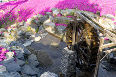 High angle view of pink flowering plants by rocks