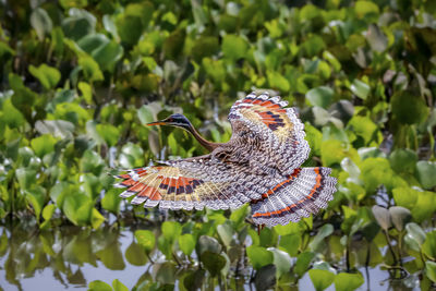 Close-up of butterfly on plant