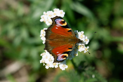 Close-up of butterfly pollinating on flower