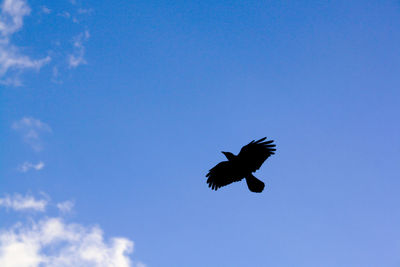 Low angle view of bird flying in sky