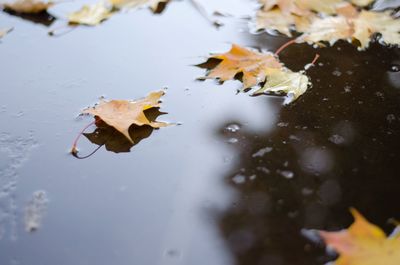 High angle view of maple leaves floating on water