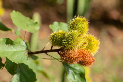 Close-up of fresh green plant