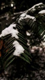 Close-up of snow on plant