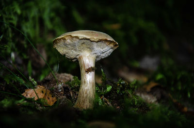 Close-up of mushroom on field