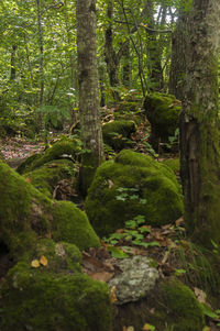 View of stream along trees in forest