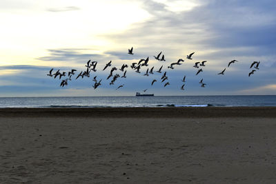 Seagulls flying over sea against sky