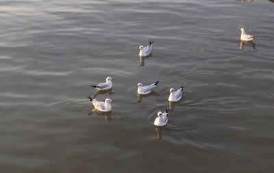 High angle view of seagulls flying over lake