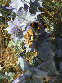 Close-up of bee on flower