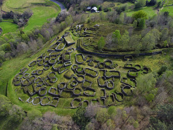 High angle view of plants growing on land