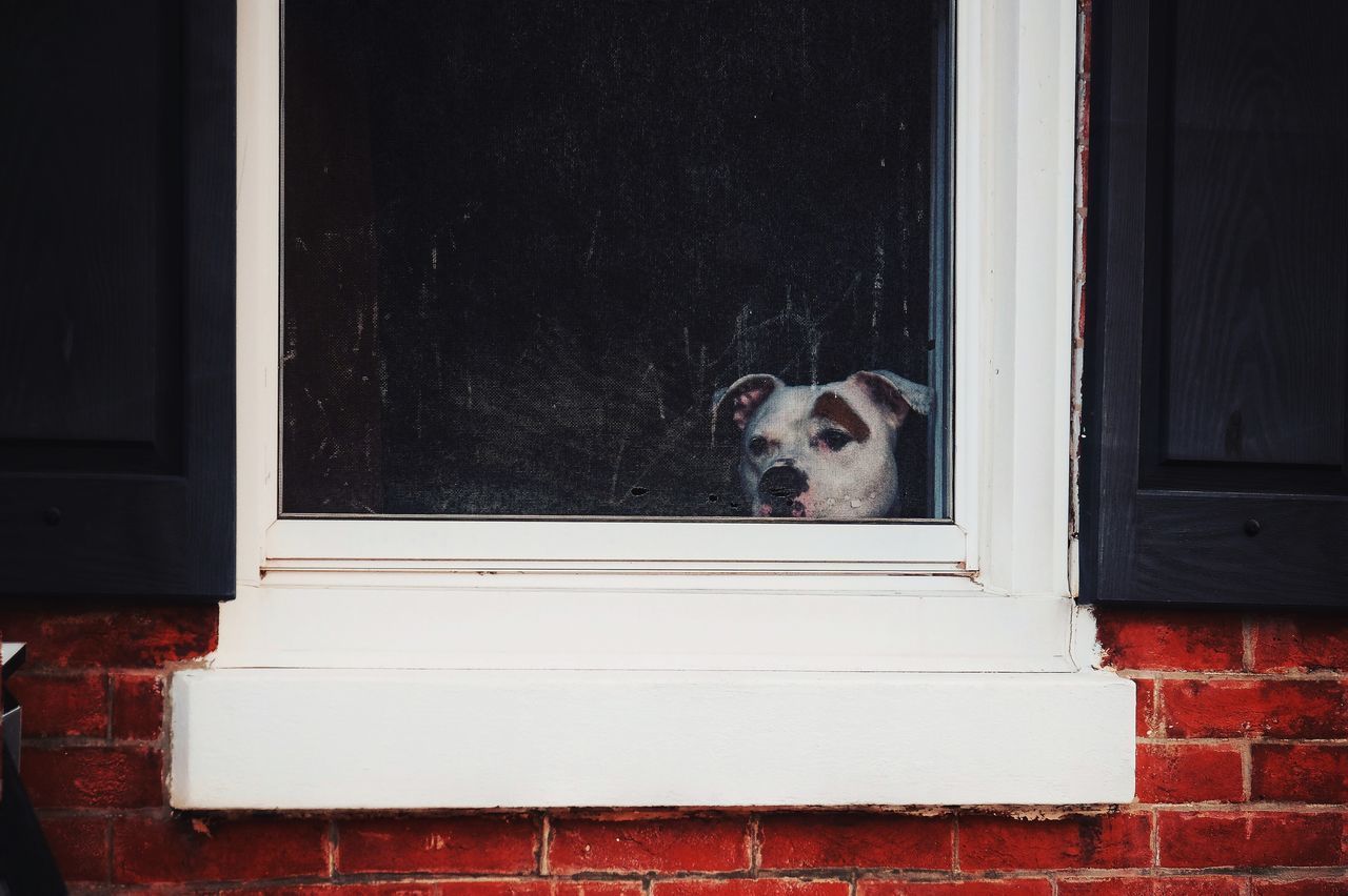 VIEW OF CAT LOOKING THROUGH WINDOW