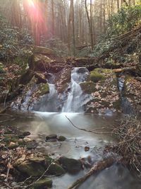 Scenic view of waterfall in forest