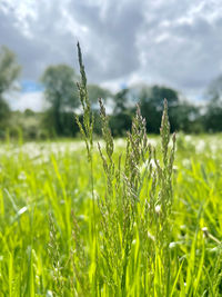 Close-up of crops growing on field against sky