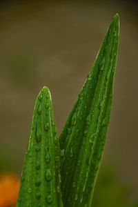 Close-up of water drops on leaf