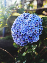 Close-up of purple hydrangea