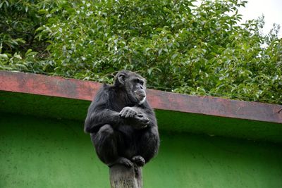 Close-up of monkey on trunk