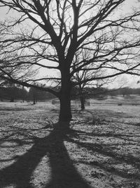 Bare tree on landscape against sky