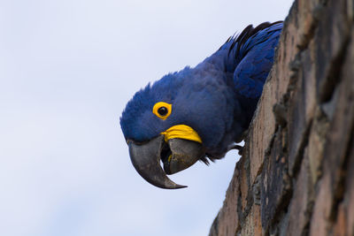 Low angle view of a bird