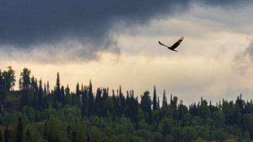 Low angle view of bird flying in sky